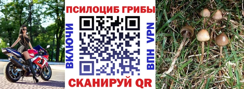 Галлюциногенные грибы Cubensis  Полесск 